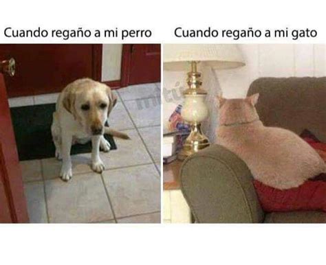 Perros vs gatos | Chistes graciosos, Memes español graciosos, Chistes