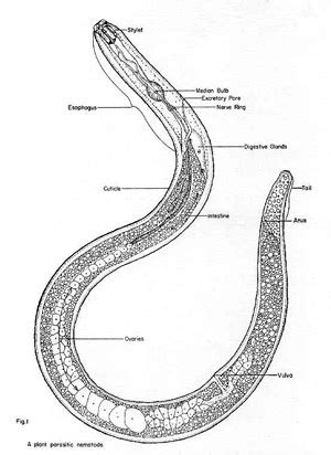 How to kill nematodes naturally | The Survival Gardener