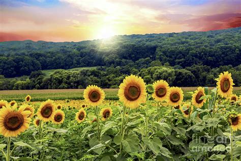 Countryside Sunflower Landscape Photograph by Regina Geoghan - Fine Art America