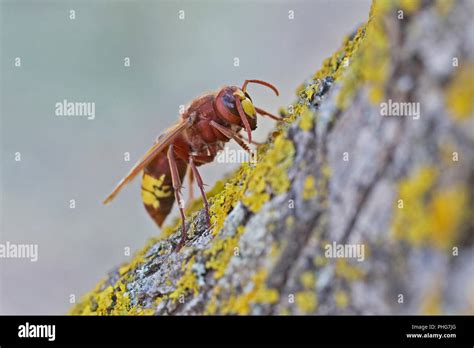 Oriental Hornet (Vespa orientalis Stock Photo - Alamy