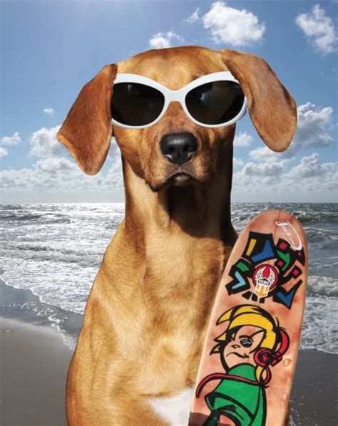 Dog Wearing Sunglasses Free Stock Photo - Public Domain Pictures