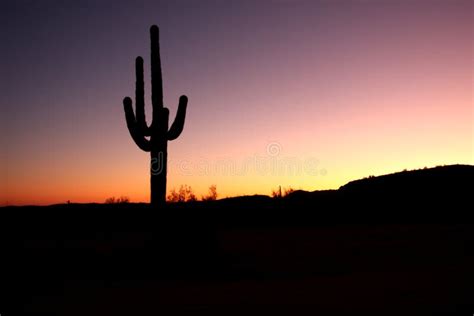 Saguaro Cactus Isolated at Sunset Stock Image - Image of landscape, saguaro: 16087593