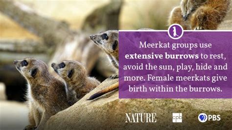 Meerkat Fact Sheet | Blog | Nature | PBS