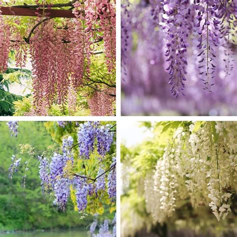 Multi-Color Wisteria Tree Seeds, 10pcspack – UrbanGardenSeed