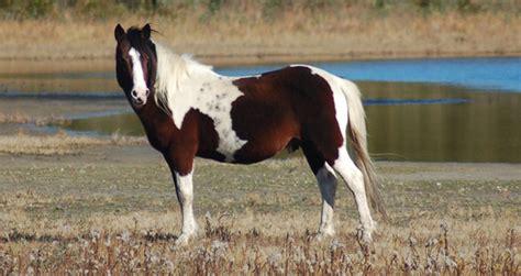 Chincoteague Assateague Pony Breed Information, History, Videos, Pictures