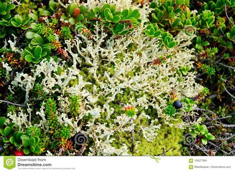 Tundra Flora. Lichen, Moss, Berries Stock Image - Image of branching, lingonberry: 109277891