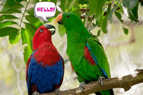 Can Eclectus Parrots Talk? - Parrot Website