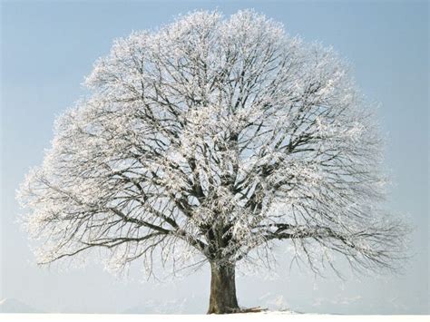 imagenes de arboles en invierno - Buscar con Google | Imagens de ...