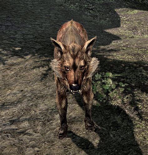 Alpha Wolf (Skyrim) - The Elder Scrolls Wiki