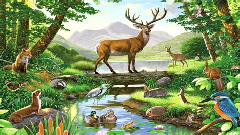 Rainforest Animals Birds Drawing : See amazing animals, plants, birds & other wildlife of the ...