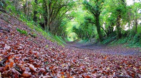 Photography – Halnaker Tree Tunnel, June & November 2015 – The Great Gordino