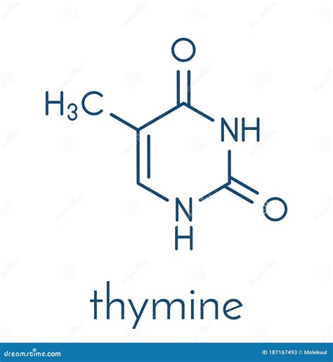 Thymine (T) Nucleobase Molecule. Present In DNA. Atoms Are Represented As Spheres With ...