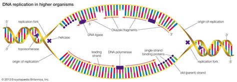 Origin Of Replication Bacteria