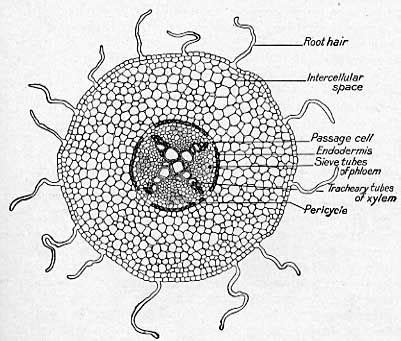 an animal cell diagram with labels on the inside and outside it's cells ...