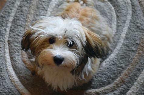 100+ Havanese Dog Names: Fluffy, White, & Cuban Ideas | Hepper