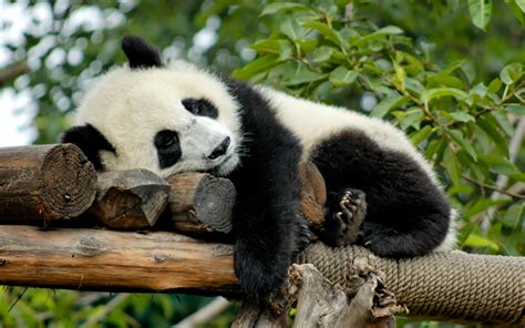 Download wallpapers sleeping panda, zoo, bears, cute bear, China, Ailuropoda | Pandas gigantes ...