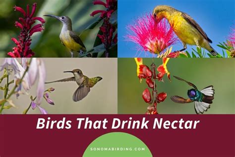 16 Birds That Drink Nectar - Sonoma Birding