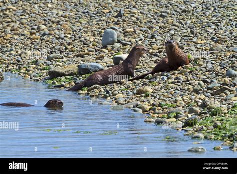 North American river otter, Lontra canadensis. Otters on the pebble ...