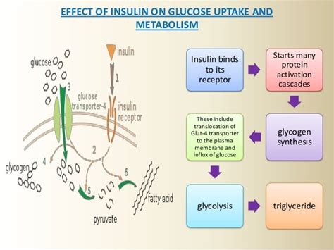 Mechanism Of Action Of Insulin