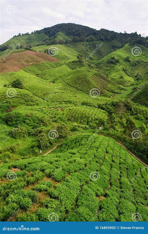 Tea Plantation stock photo. Image of asia, travel, tree - 16893902