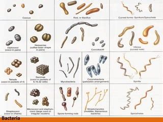 Lecture 13 - types and characterization of waste water | PPT