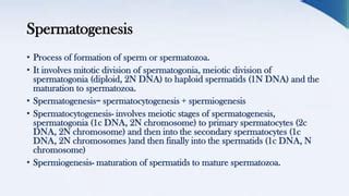 Spermatogenesis And Oogenesis Animation