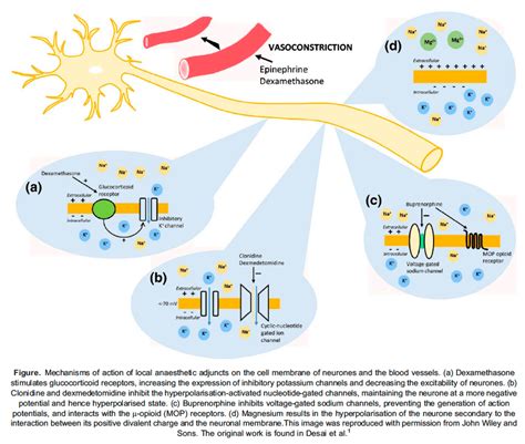 Adjuvant Medications for Peripheral Nerve Blocks : WFSA - Resources