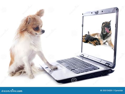 Chihuahua And Computer Royalty Free Stock Photos - Image: 35515428