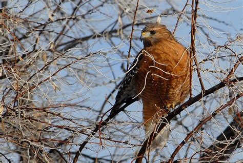 Bird Of Prey Identification dartear