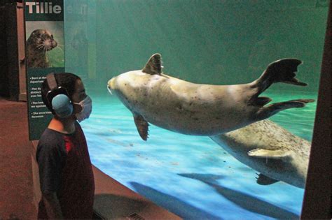 Maritime Aquarium Offers a 'Sensory-Friendly' Night April 8 for Those Who Need It ...