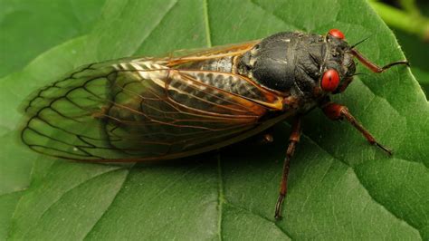 Cicadas myths debunked: You can eat them, and they don't bite