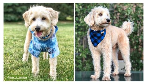 The Westiepoo: A Lovable Blend of West Highland White Terrier and Poodle - Rocky Kanaka