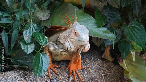 Iguana in nature habitat (Latin - Iguana iguana). Close-up image of large herbivorous lizard ...