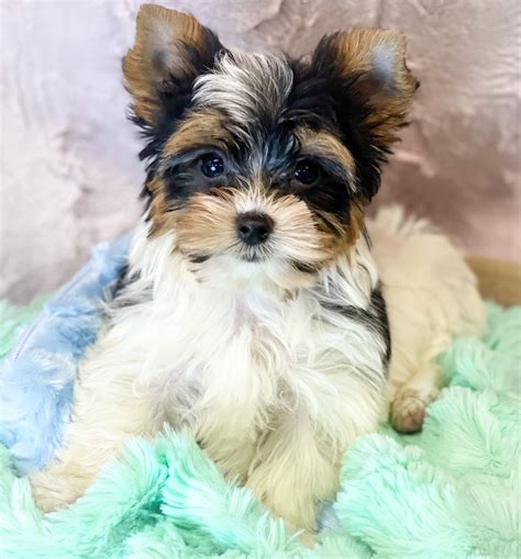 Parti Yorkie For Sale | lupon.gov.ph