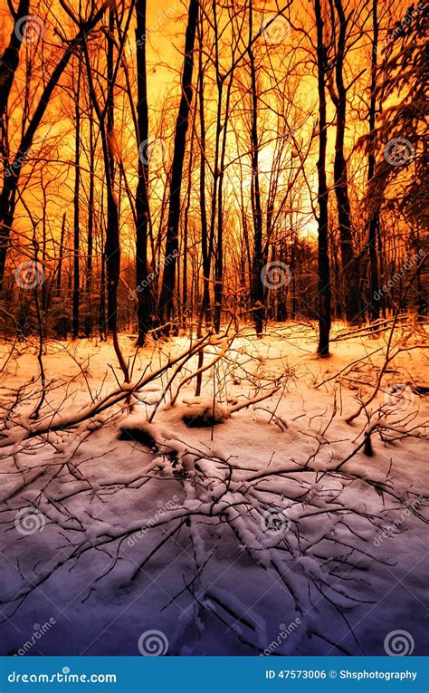 Sunset in a Winter Forest stock photo. Image of fallen - 47573006