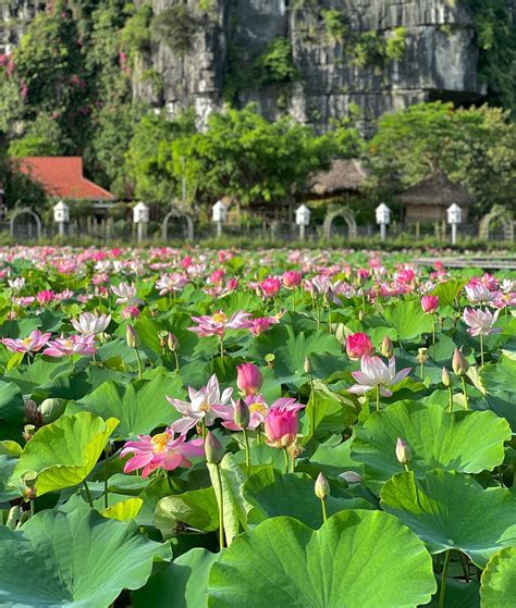 Múa Hoa Sen Tuyệt Đẹp múa hoa sen đẹp nhất Giữa Vòng Tay Tình Yêu