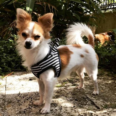 Papillon Chihuahua mix: discover this hidden gem - K9 Web