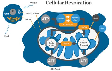 The Role of Glucose in Energy Production | The Science Blog