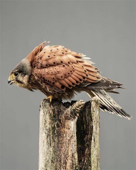 The Art Reference Blog | shaylorphoto: The Hawk Conservancy Trust is a ...