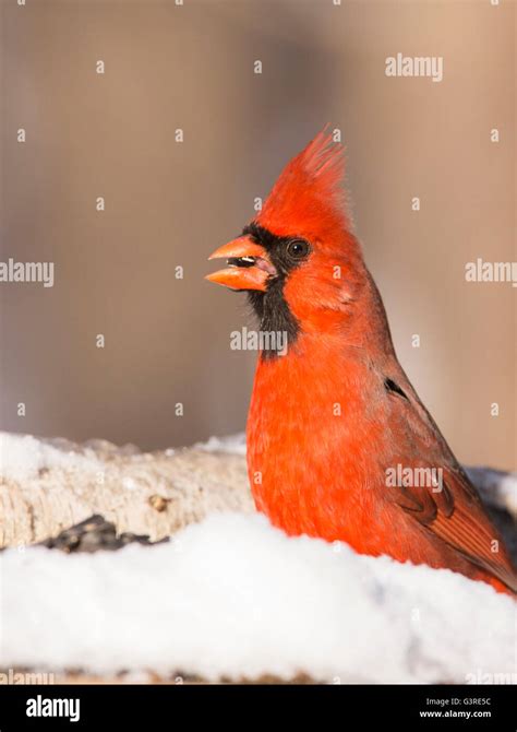 Male Northern Cardinal in winter Stock Photo - Alamy