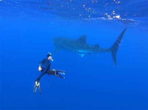 Introduction to Marine Biology - Seamester Study Abroad at Sea