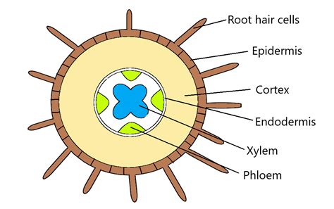 Plant Transport - IGCSE Biology Notes (2020)