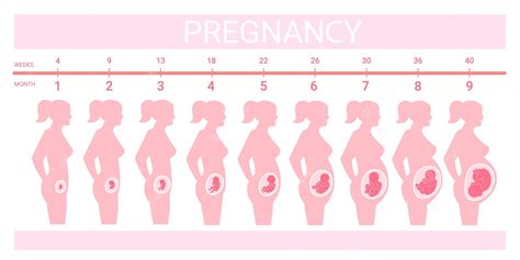 Premium Vector | Stages fetus in belly Timeline prenatal development weeks months trimester ...