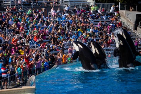 Orca Habitat in Nature – The Scrum Zoo – Orca