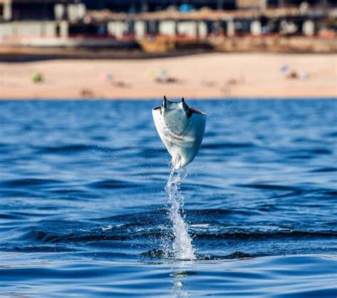 Mobula ray jumping out of water Stock Photo by ©GUDKOVANDREY 168563336