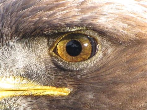 Eagle eye | Eagle eye, Golden eagle, Eagle