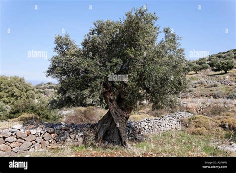 Old olive tree, Crete, Greece Stock Photo - Alamy