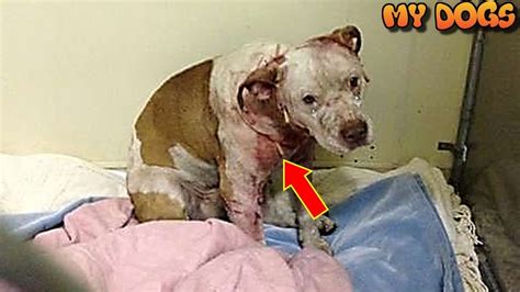 Rescue an Abandoned Bait Dog Used For Dogfighting Finds Loving New Family - YouTube