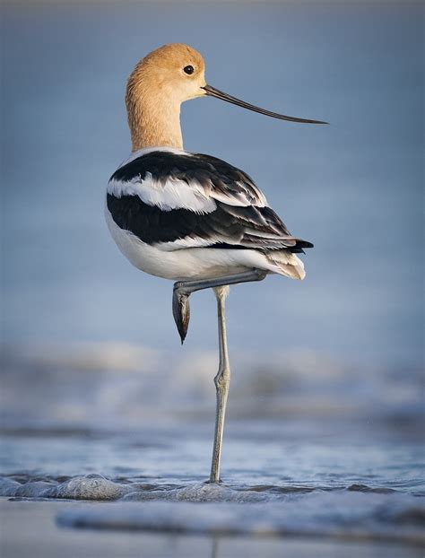 Wading & Shore Birds