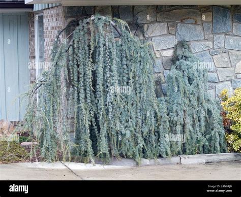 CEDRUS ATLANTICA GLAUCA PENDULA Stock Photo - Alamy